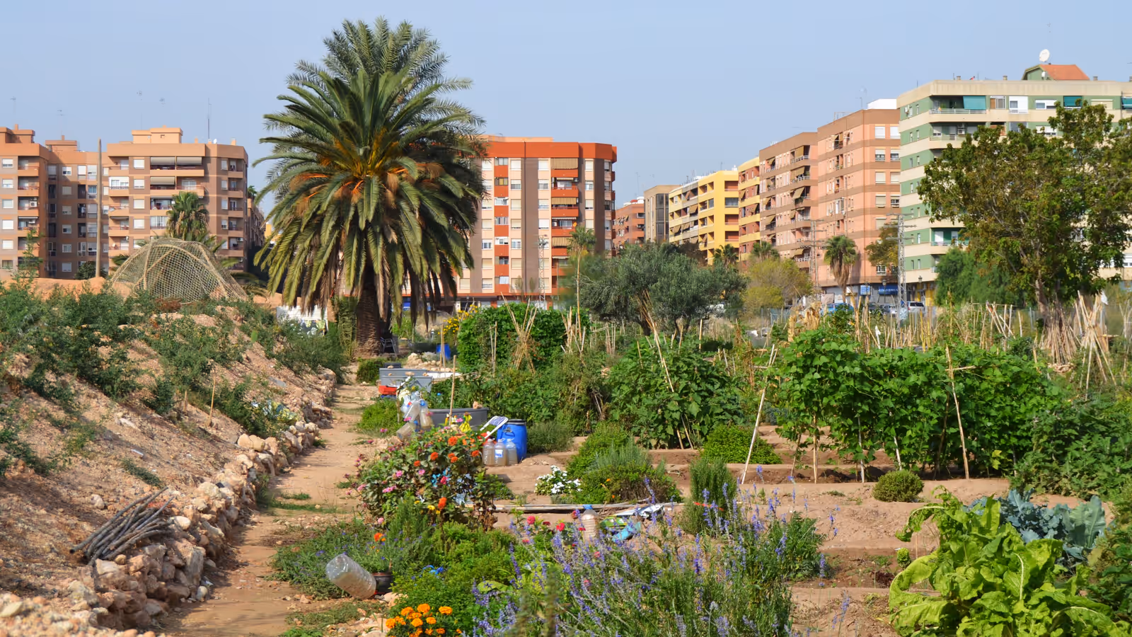 Potagers urbains de Benimaclet avec des immeubles d'habitation en arrière-plan, à Valence